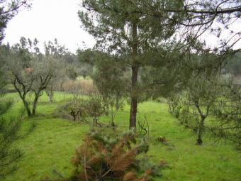 farm in castelejo Viseu